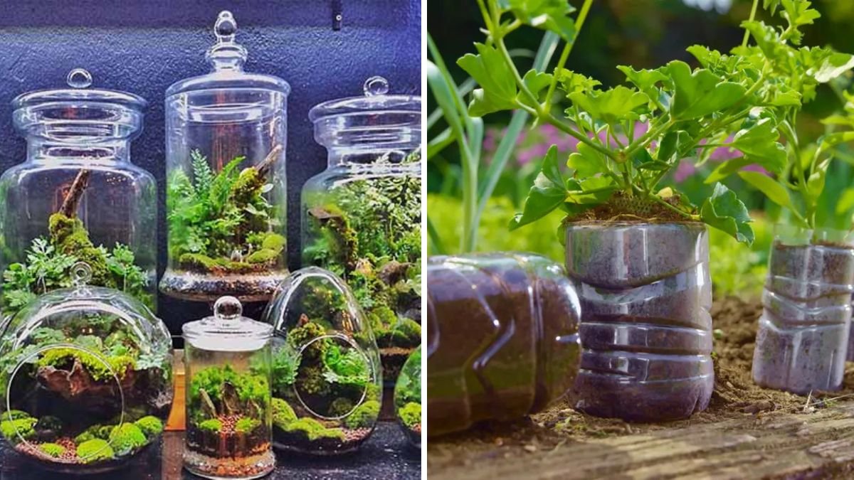 How to Make a Bottle Garden: Creative Gardening in Small Spaces