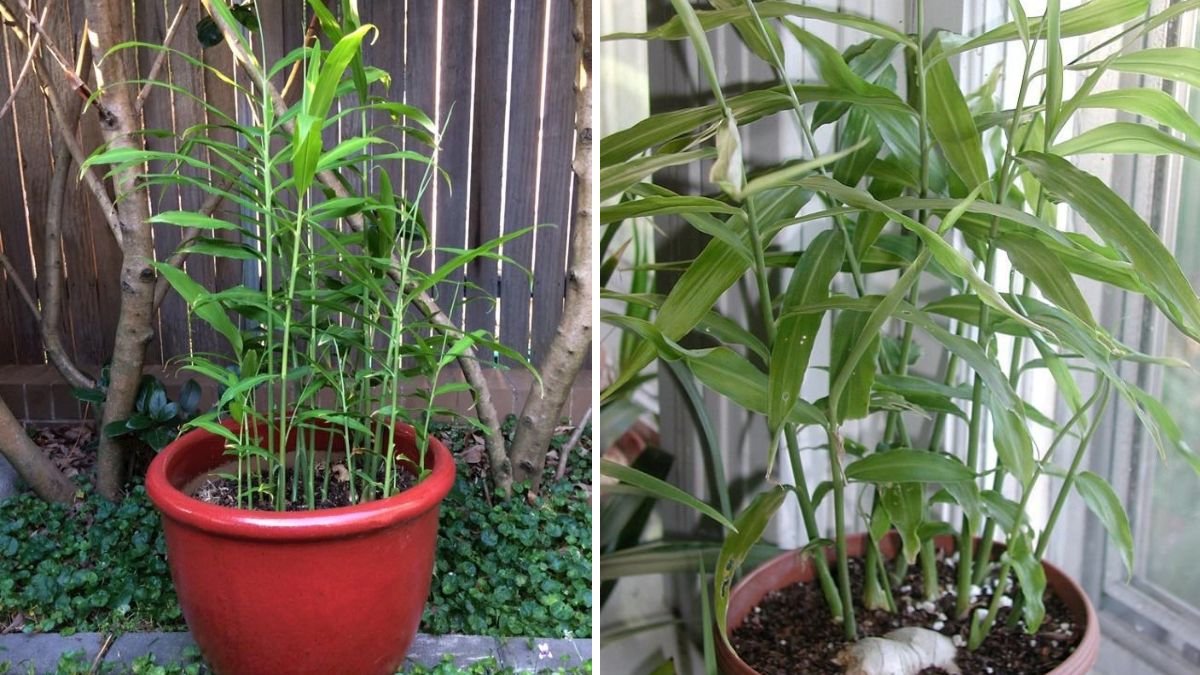 How to Grow Ginger at Home: Health Benefits, Uses, and Easy Cultivation Tips