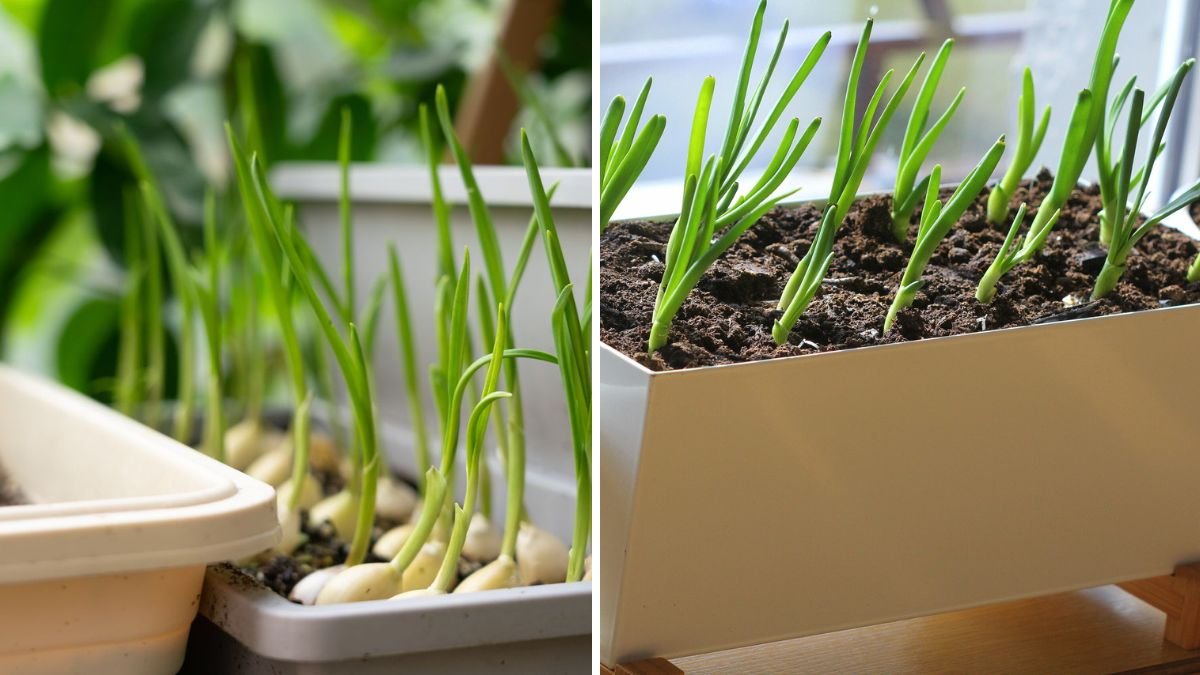 How to Grow Garlic in a Box: Simple Techniques Using Two Substrates and a Support Stake
