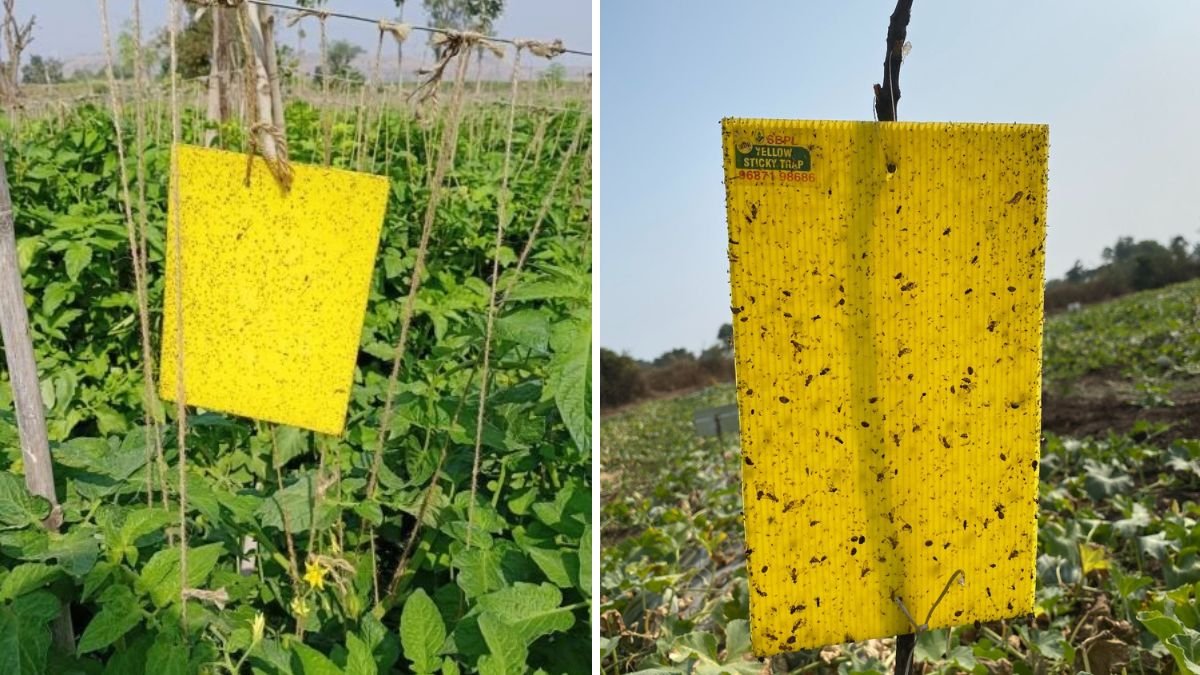 Eco-Friendly Sticky Insect Traps: Control Whiteflies, Leafminers, and Thrips Naturally