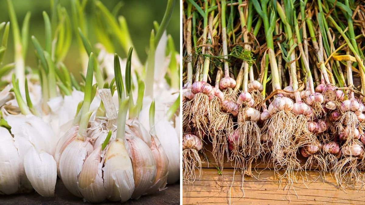You Don’t Need a Whole Garlic to Grow Garlic! Advanced Tricks & Comparison for Maximum Harvest