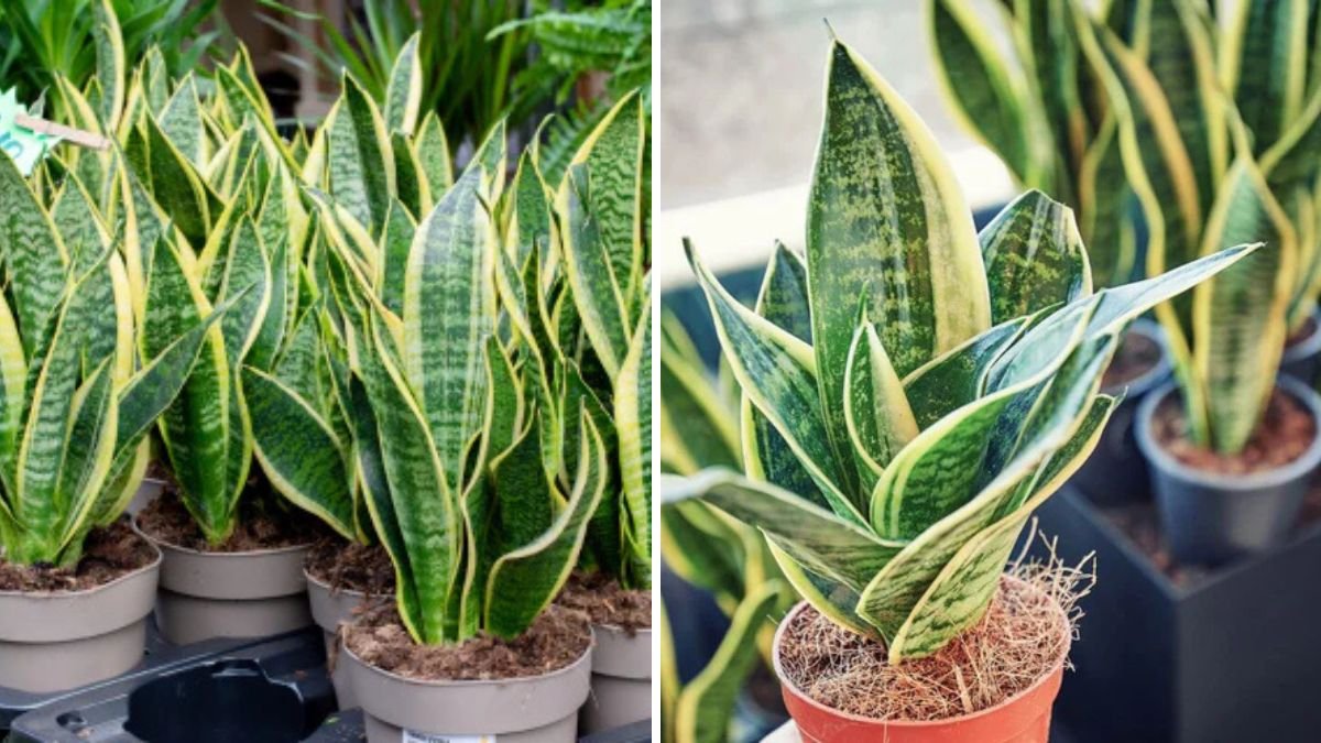 Sansevieria – Care and Botanical Secrets: The Plant That Purifies Your Home’s Air