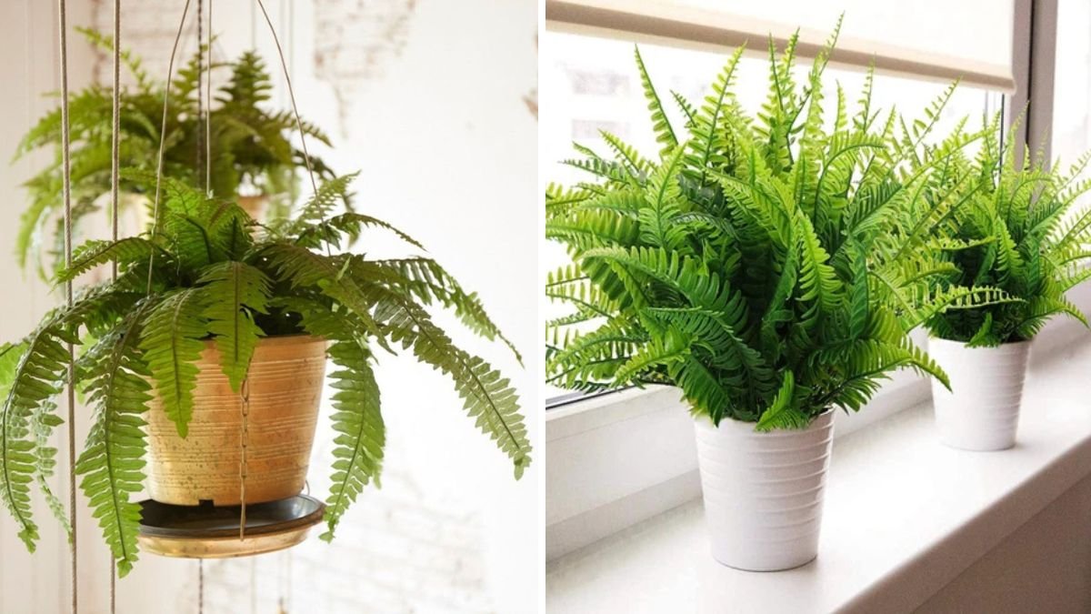 How to Sow Ferns at Home from Spores: Step-by-Step Guide for a Thriving Indoor Garden