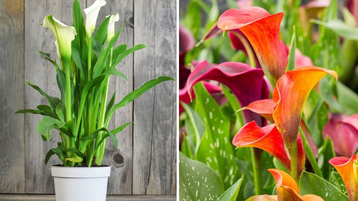 How to Plant Calla Lilies and Master Pollination for Gorgeous Blooms