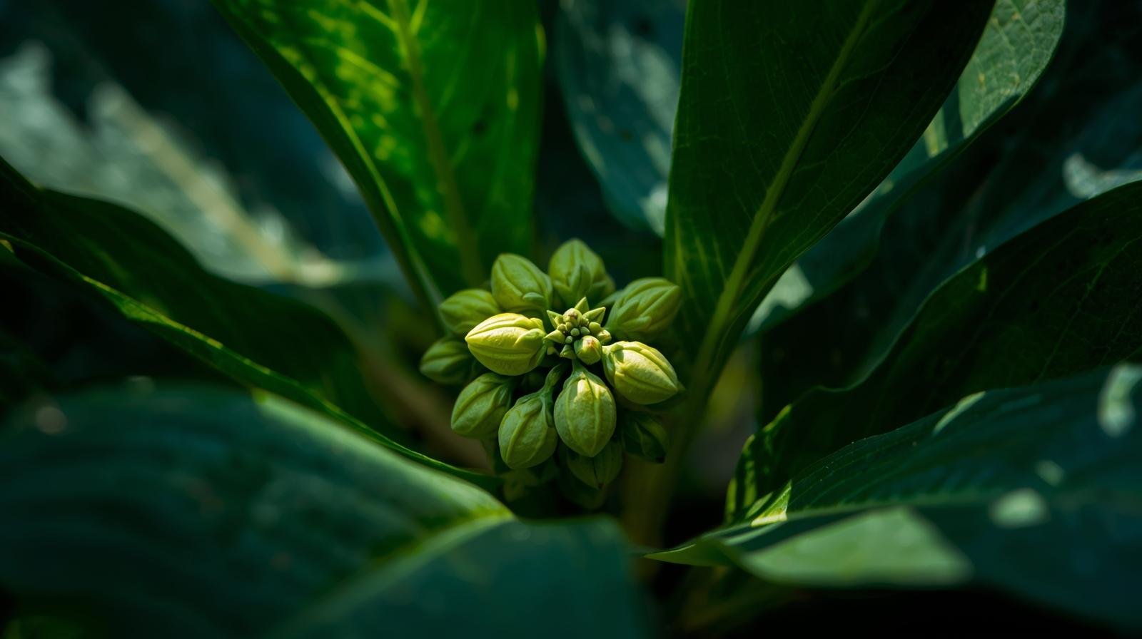 How to Grow a Cardamom Plant at Home for Aromatic Spices