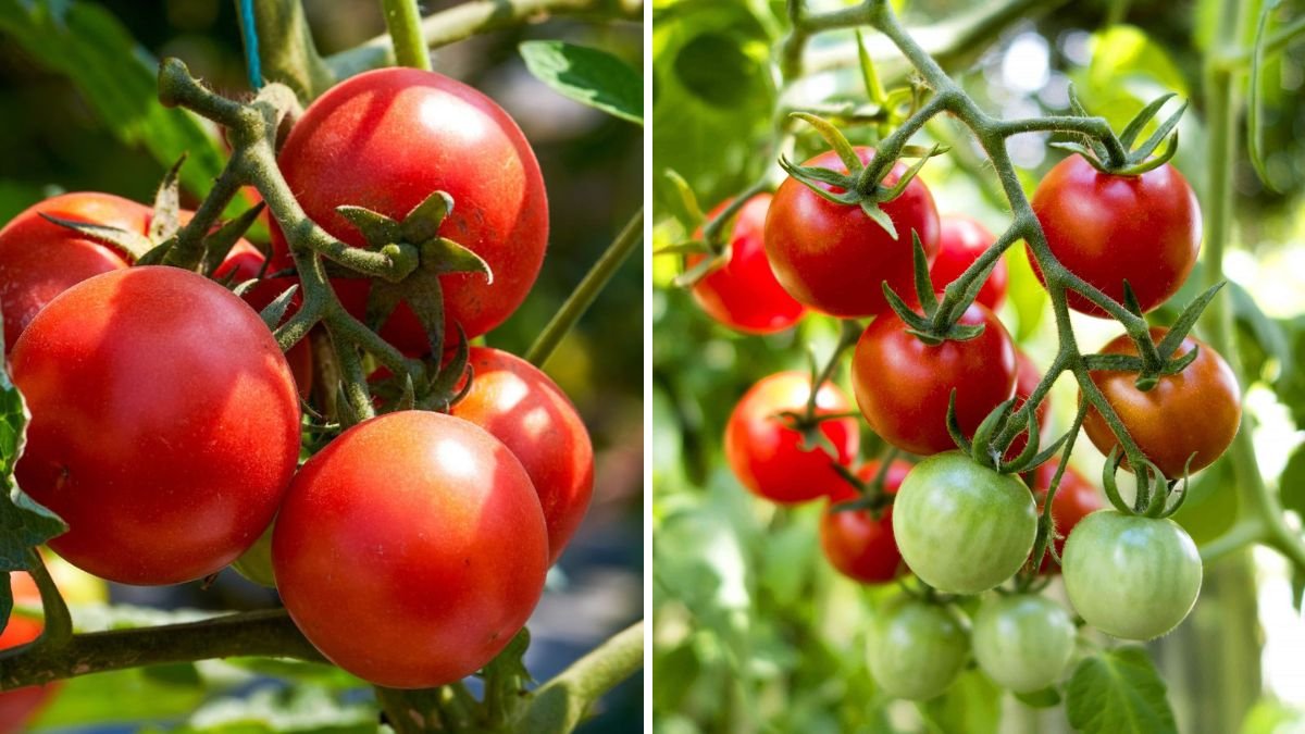 Tomato Abundance: Proven Home Gardening Secrets to Grow More Tomatoes Than Ever Before