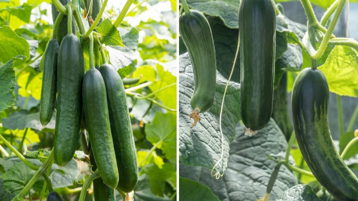 Crisp Success: Essential Cucumber Growing Tips for Big, Healthy Harvests at Home