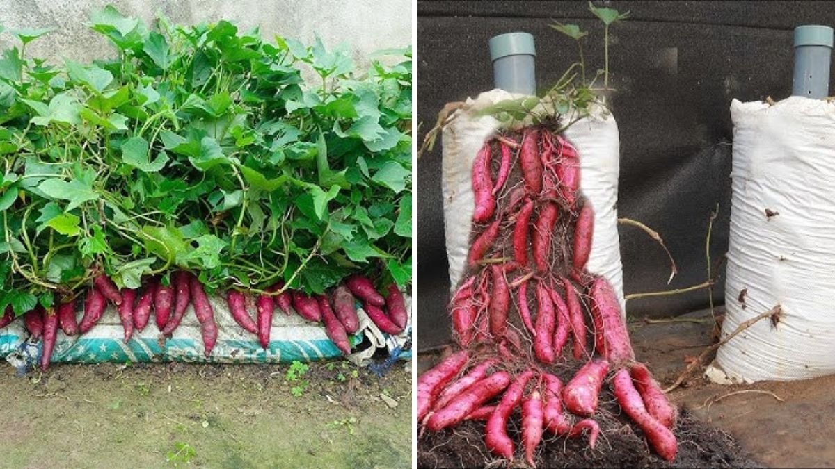 How to Grow Sweet Potatoes in Bags: A Space-Saving Guide to Abundant Harvests