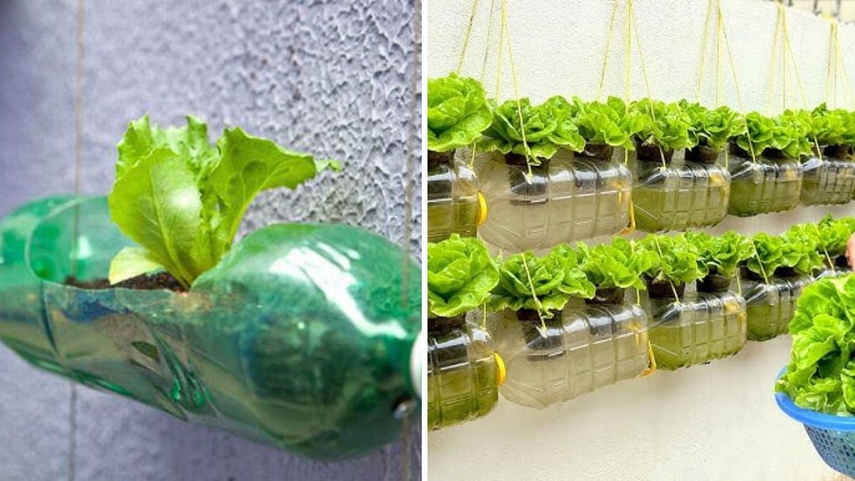 Florafelt is the Ultimate Green Building Material – Plants On Walls, image size:1200x675