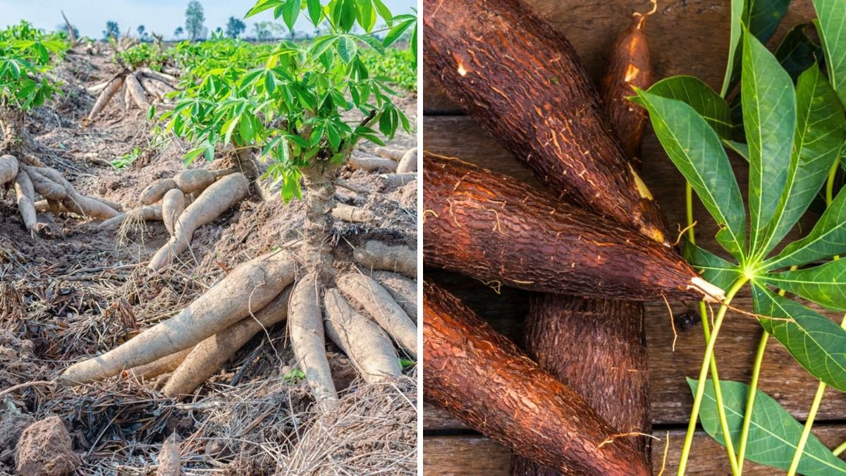 How to Care for Cassava: A Complete Guide to Healthy Roots and Maximum Yield