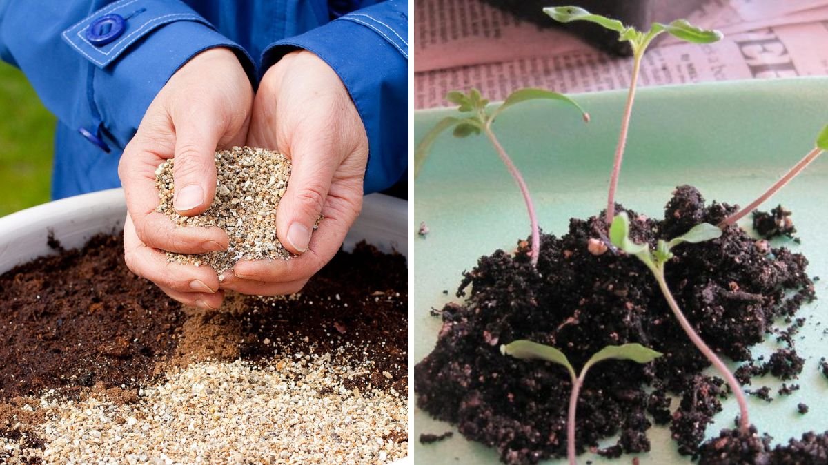DIY Improvised Seedbed: How to Start Healthy Seedlings at Home with Minimal Tools!