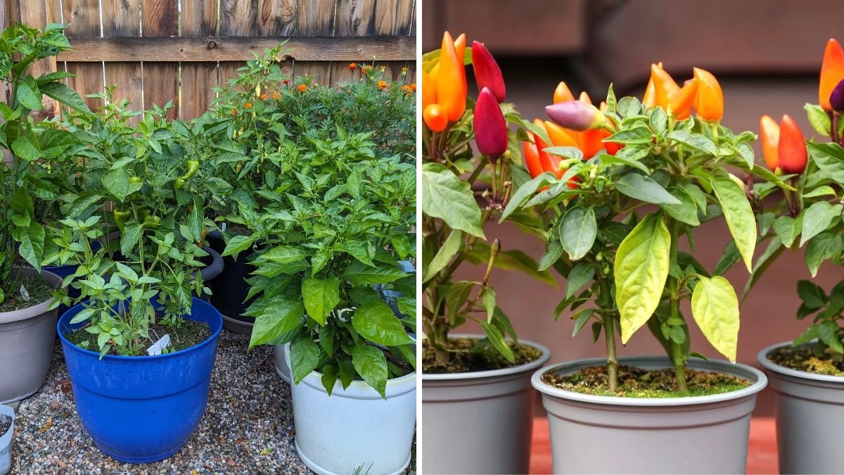 From Seed to Spice: The Complete Guide to Growing Peppers at Home