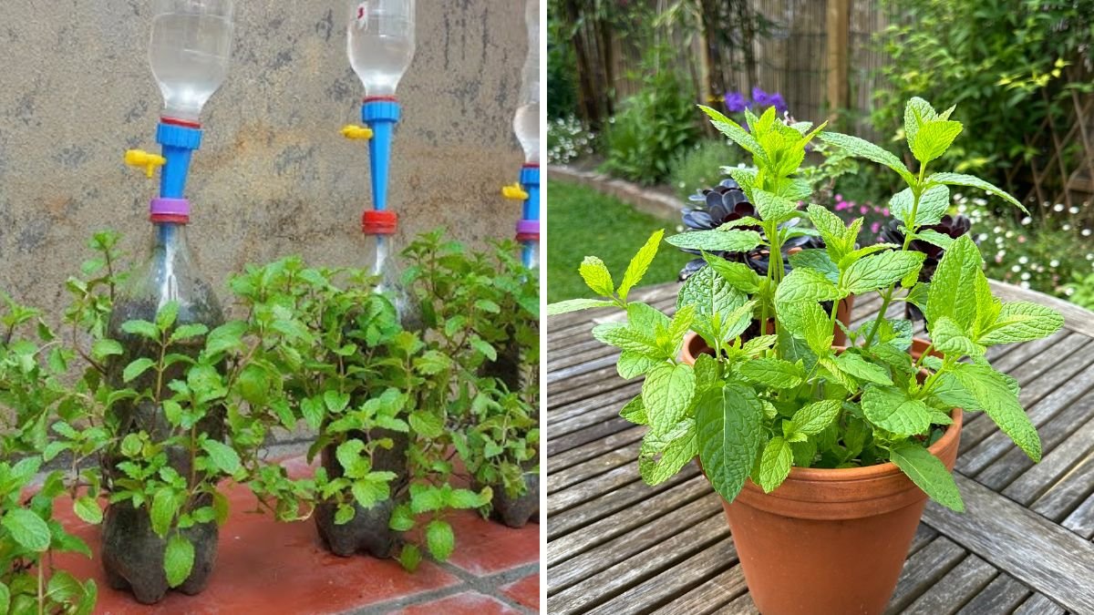 Grow Mint Effortlessly: The Complete Guide to Self-Watering Pots at Home