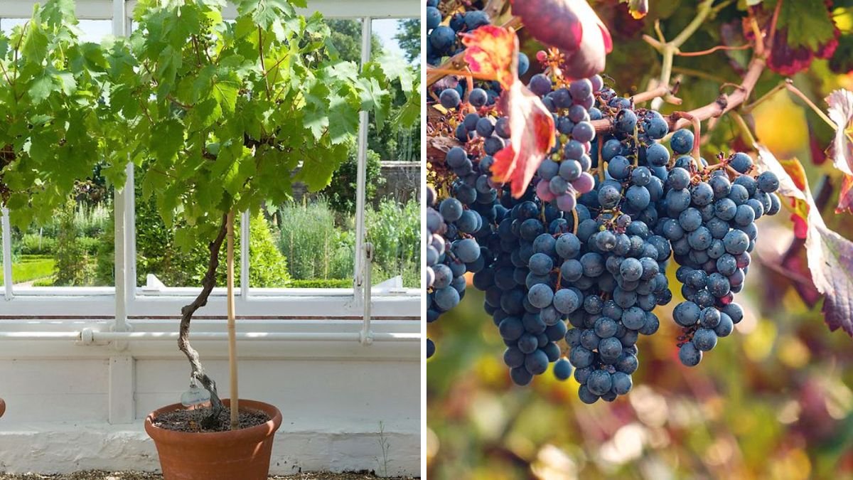 From Vine to Table: The Ultimate Guide to Growing Grapes at Home