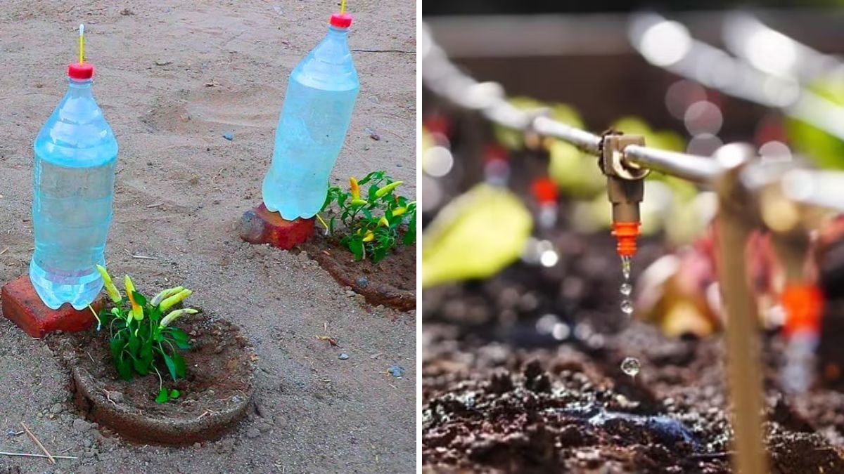 DIY Drip Irrigation: How to Create Your Own Drip Emitters for Thriving Plants