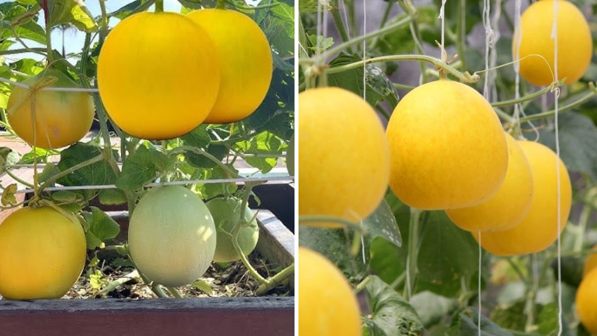 Homegrown Melons Made Easy: A Beginner’s Guide to Sweet, Juicy Harvests