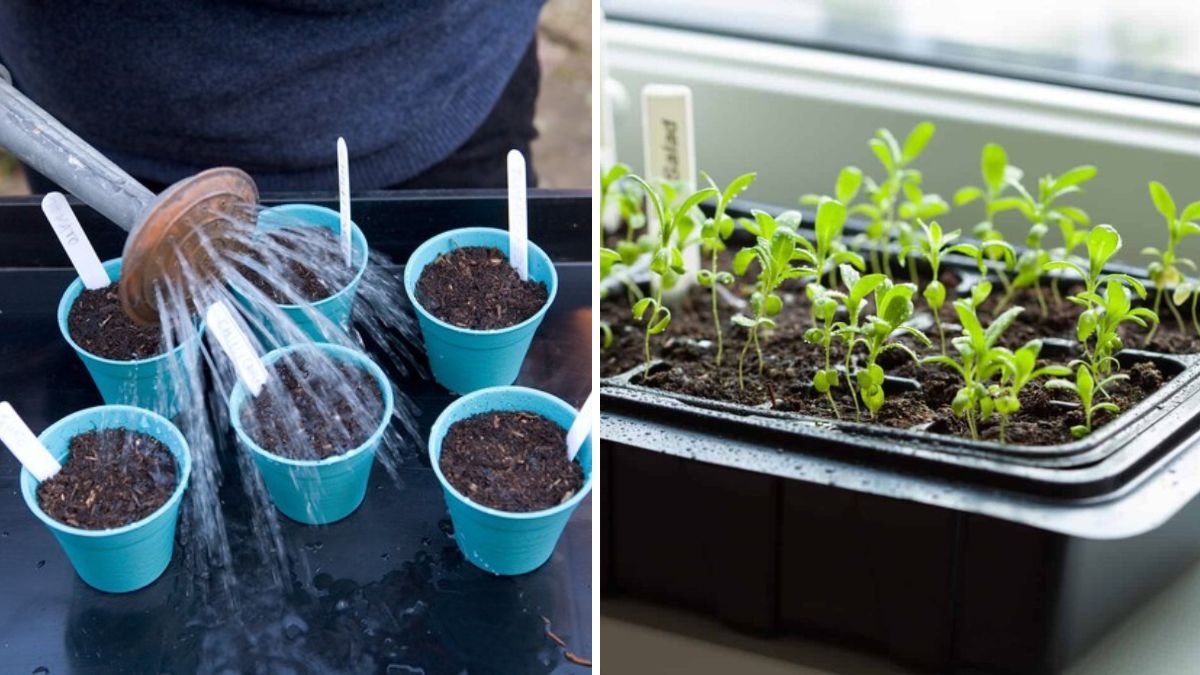 Seed to Sprout: The Complete Beginner’s Guide to Germinating Tomato Seeds Successfully