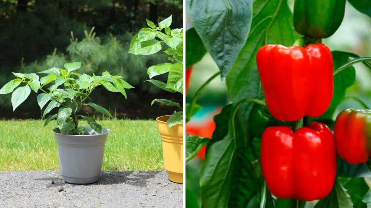 Grow Peppers Faster: Proven Tips to Boost Your Pepper Plants and Harvest Quicker