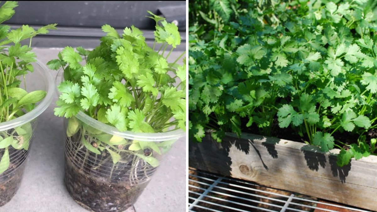 Grow Fresh Coriander Anywhere: A Complete Guide to Using Produce Crates for Thriving Herbs
