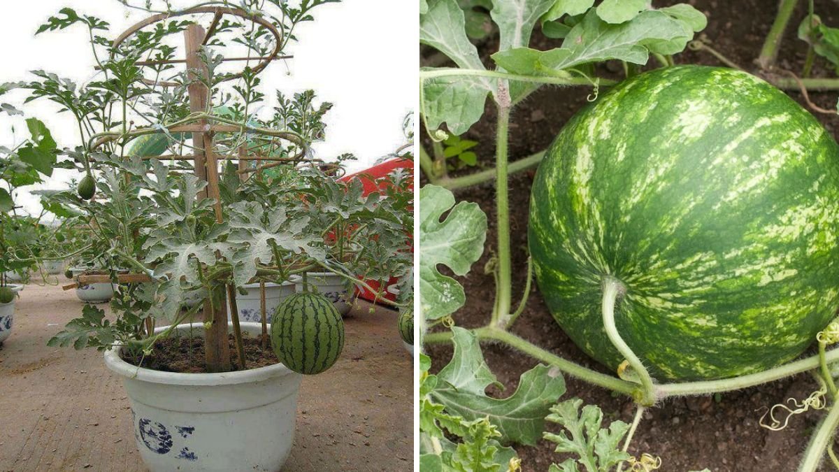 Plantei Melancia no Quintal: O Guia Completo para Colher Frutos Enormes e Doces em Casa