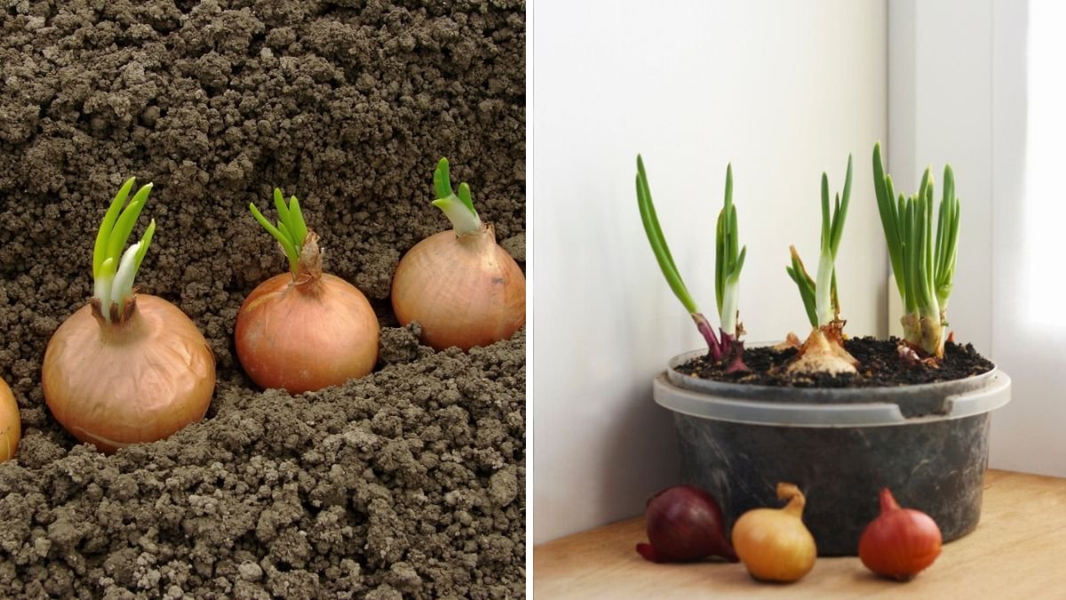 Grow Onions Like a Pro: The Complete Guide to Easy, Abundant Home Harvests