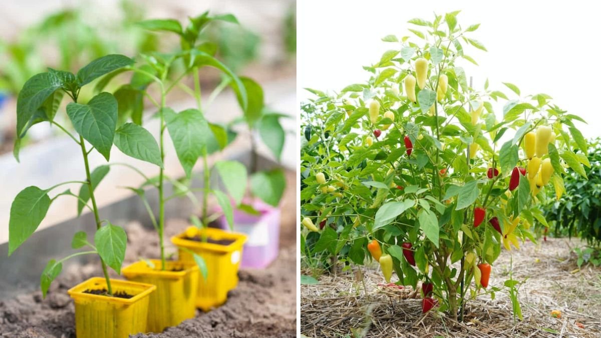 Boost Your Pepper Harvest: The Ultimate Tip That Transforms Your Pepper Plants Into Heavy Producers