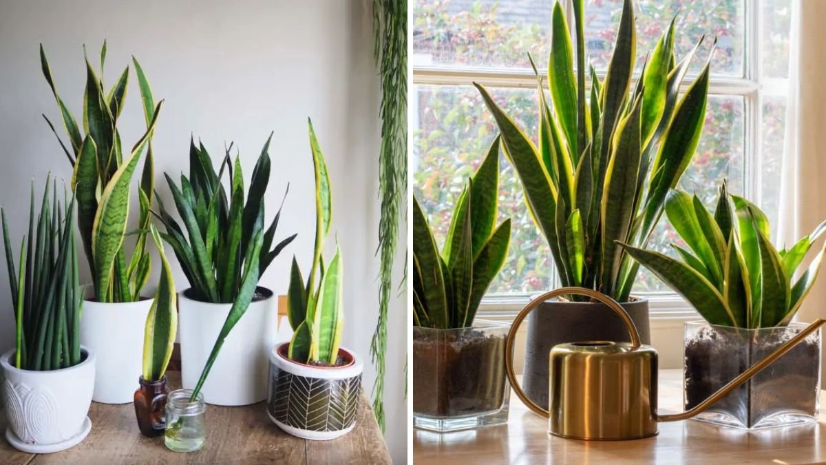 New Snake Plant Varieties from One Leaf: Easy Propagation for Stunning Indoor Greenery
