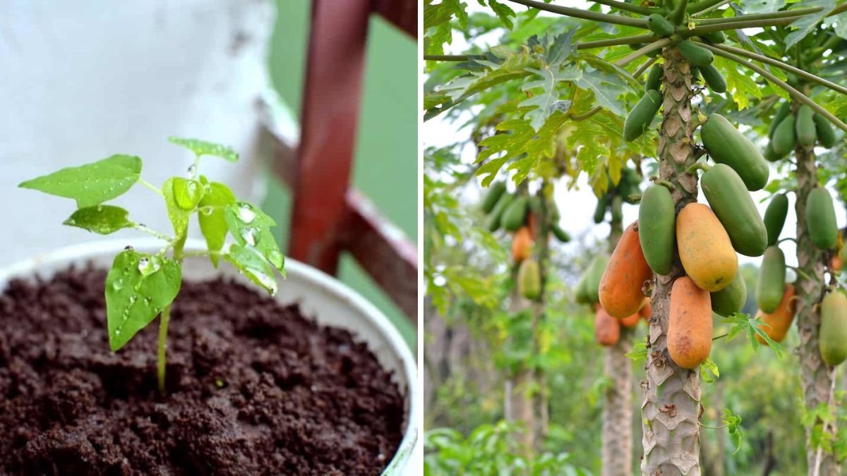 How to Air Layer Papaya for Quick and Healthy Plant Growth: A Step-by-Step Guide