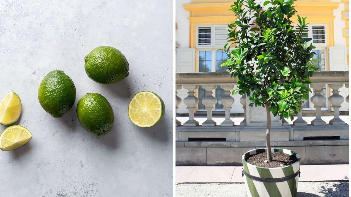 Lime Tree Top Working: Expert Tips for Amazing Growth and Fruit Production