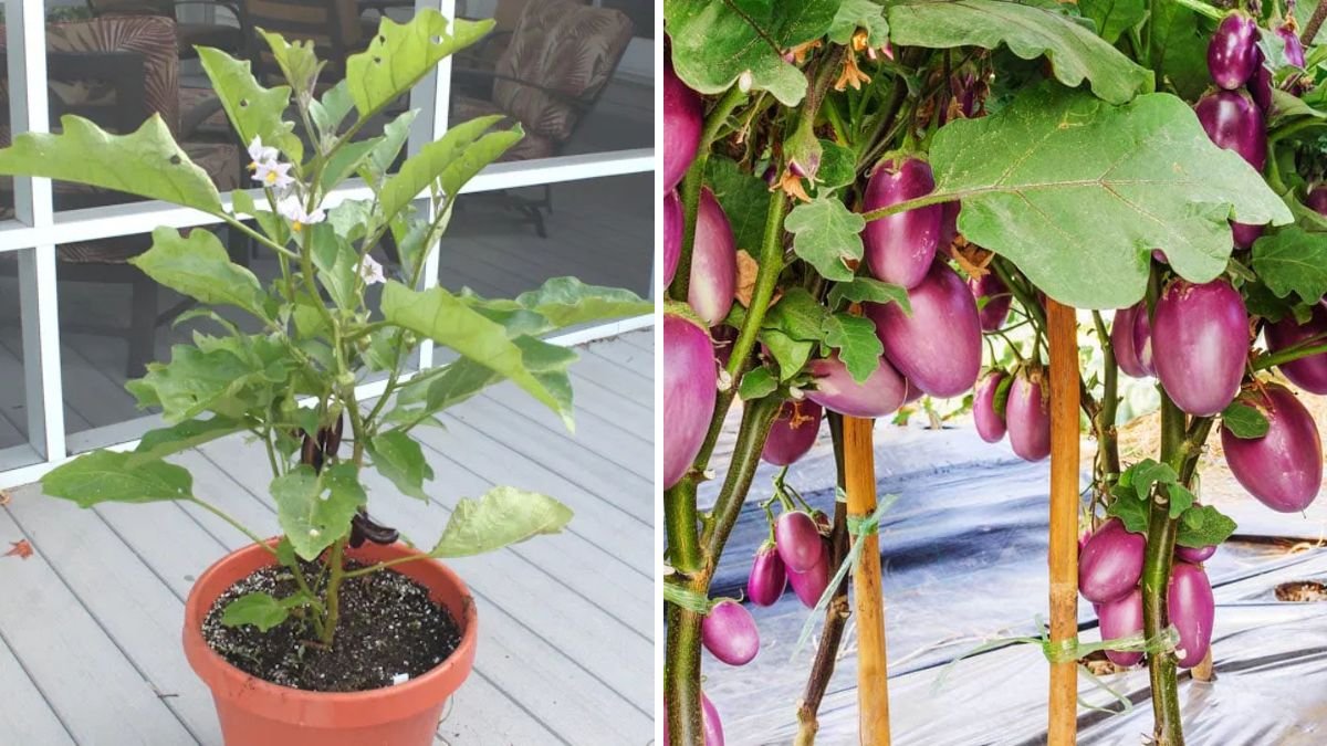 How to Get More Eggplants High Yield Tips for Your Garden!