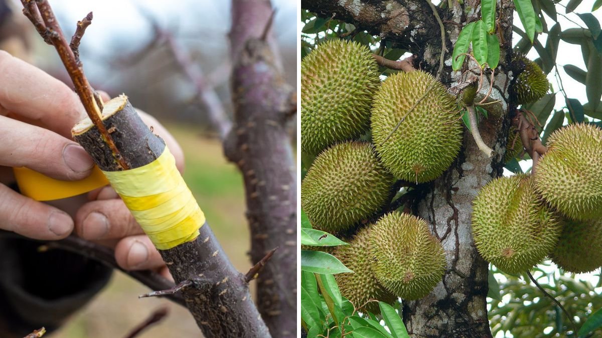 Durian Grafting Method | Fast Cleft Grafting for Strong & Productive Trees