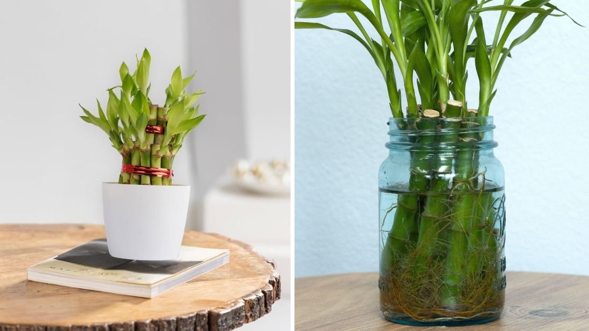 Effortless Bamboo Multiplication: How to Propagate Bamboo Easily Using Plastic Bottles at Home