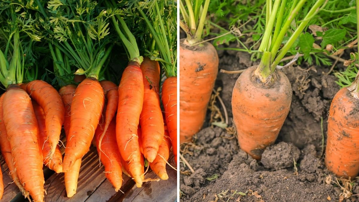 How to Grow Carrots at Home: Easy Steps for a Crunchy, Nutritious Harvest