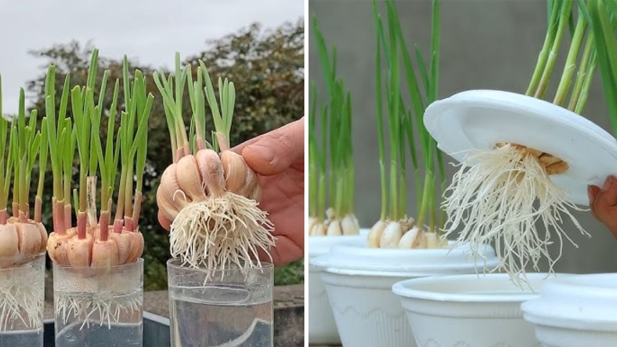 Grow Unlimited Garlic From Just One Clove: The Easiest Home Gardening Trick for Beginners!