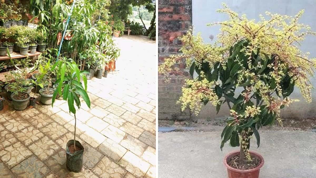 Mango Grafting Mastery: The Secret Technique for Faster, Sweeter Harvests at Home!