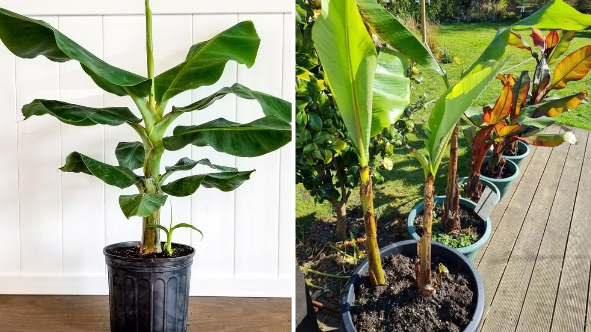 Banana Trees in Pots? Yes You Can! The Complete Guide to Growing Dwarf Bananas at Home