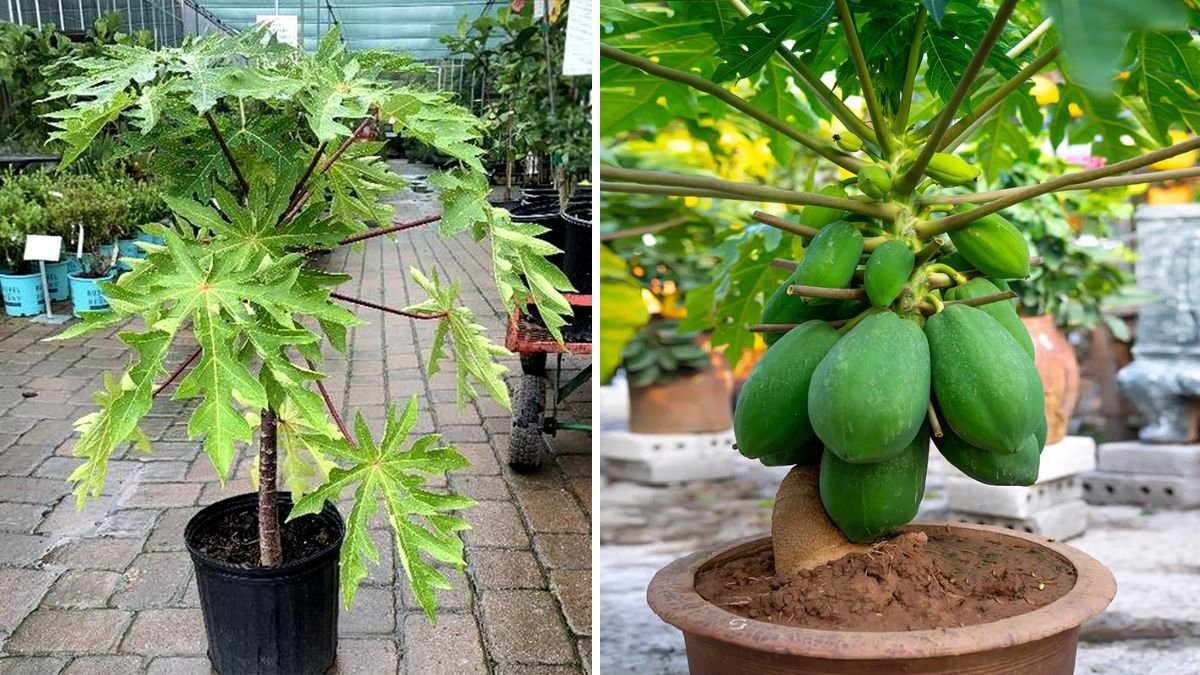 I Grew a Papaya Tree Inside My House – And You Can Too! A Complete Indoor Papaya Growing Guide