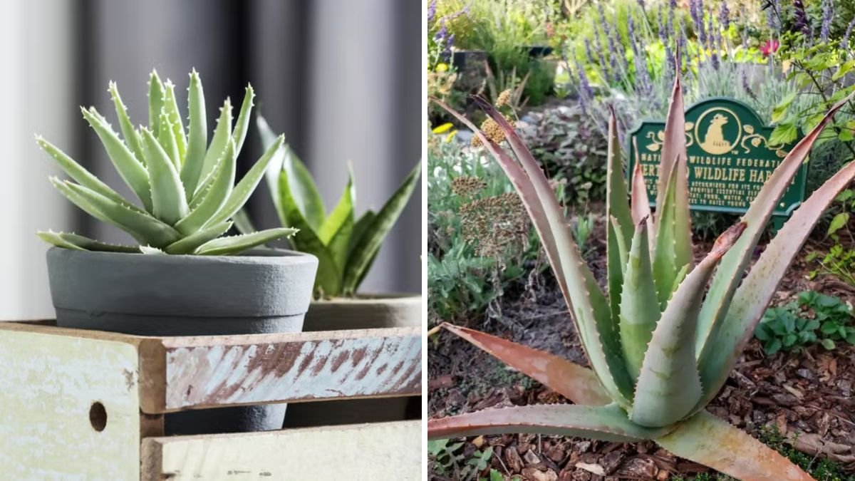Elovera: The Ultimate Guide to Planting and Growing Your Own Aloe Vera at Home