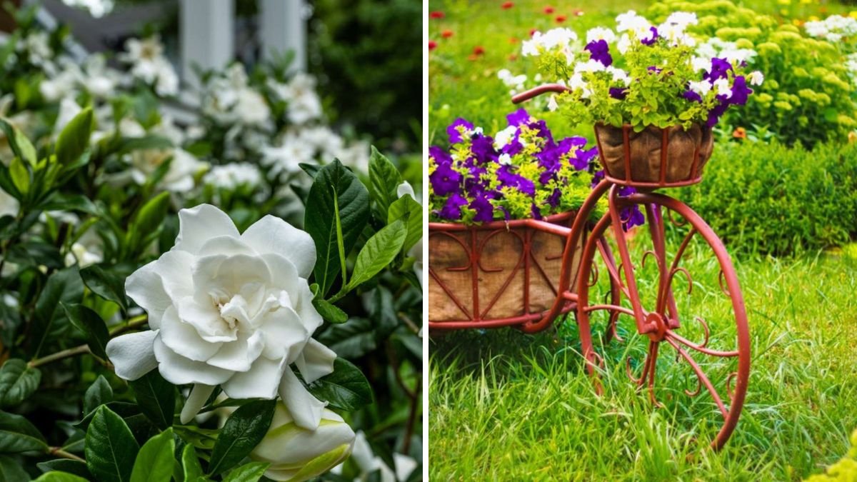 Beautiful Shiuli Flowers: Gardening Ideas to Brighten Your Home and Garden