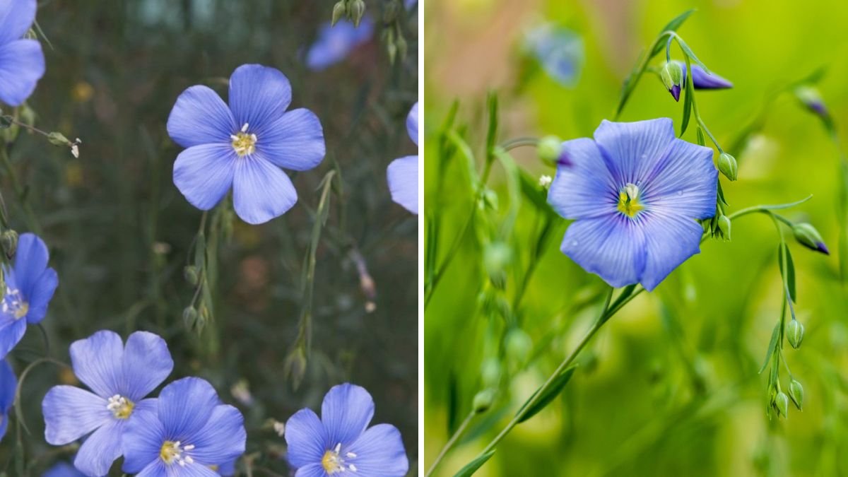 Wow, So Beautiful! How to Grow Linum Flavum at Home: A Complete Guide to This Golden Sunshine Flower