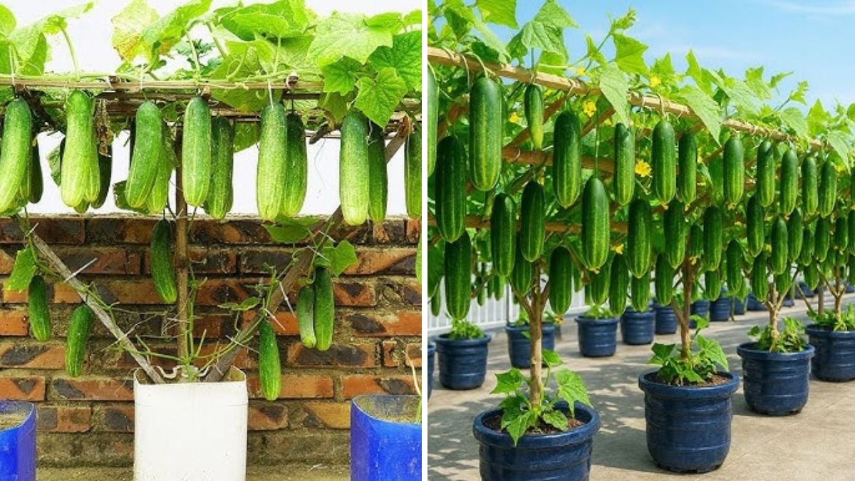 Turn Waste into Wealth: Easy Cucumber Cultivation at Home Using Rejected Containers!