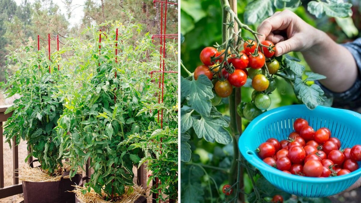 Tiny Tomatoes, Huge Harvest: How to Grow Small Tomatoes at Home for Maximum Yield!