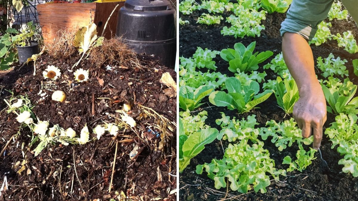Turn Kitchen Waste Into Gold: 100% Natural Compost Making Ideas at Home for Beautiful Plants!