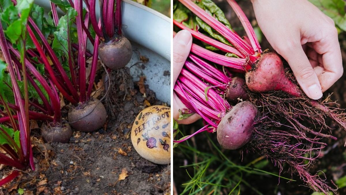 Grow Beetroot at Home: A Complete Guide to Fresh, Healthy & Colorful Harvests