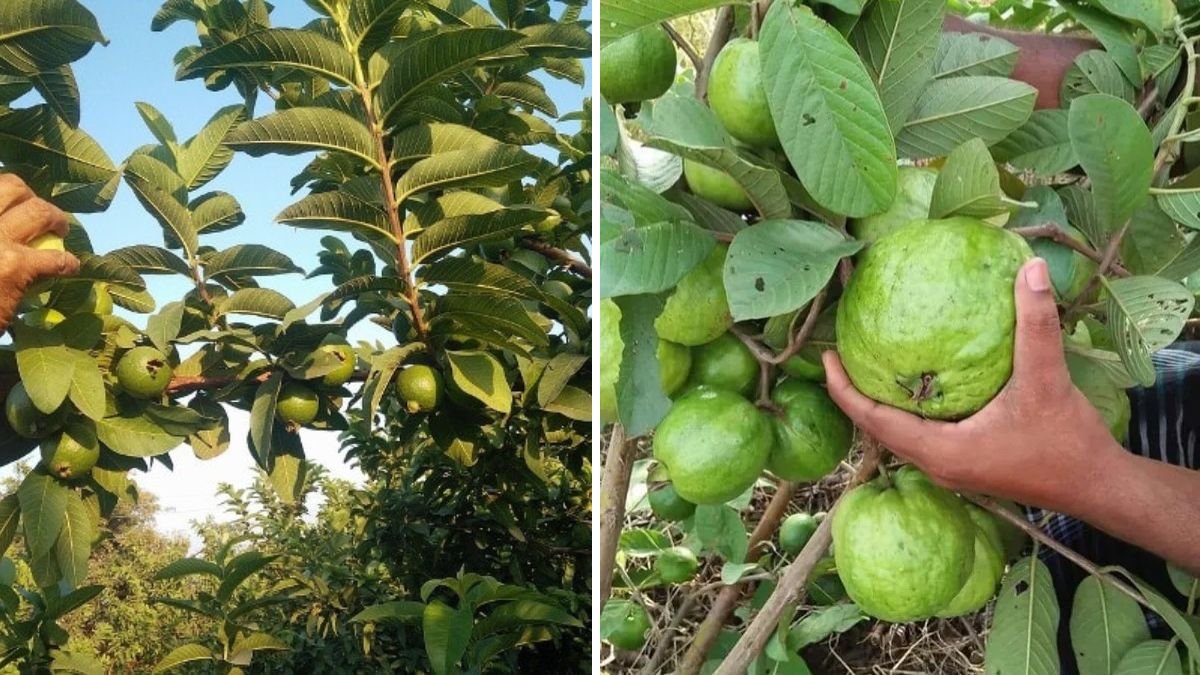Revolutionary Techniques: New Methods for Grafting Guava Trees for Faster Growth & Better Yield