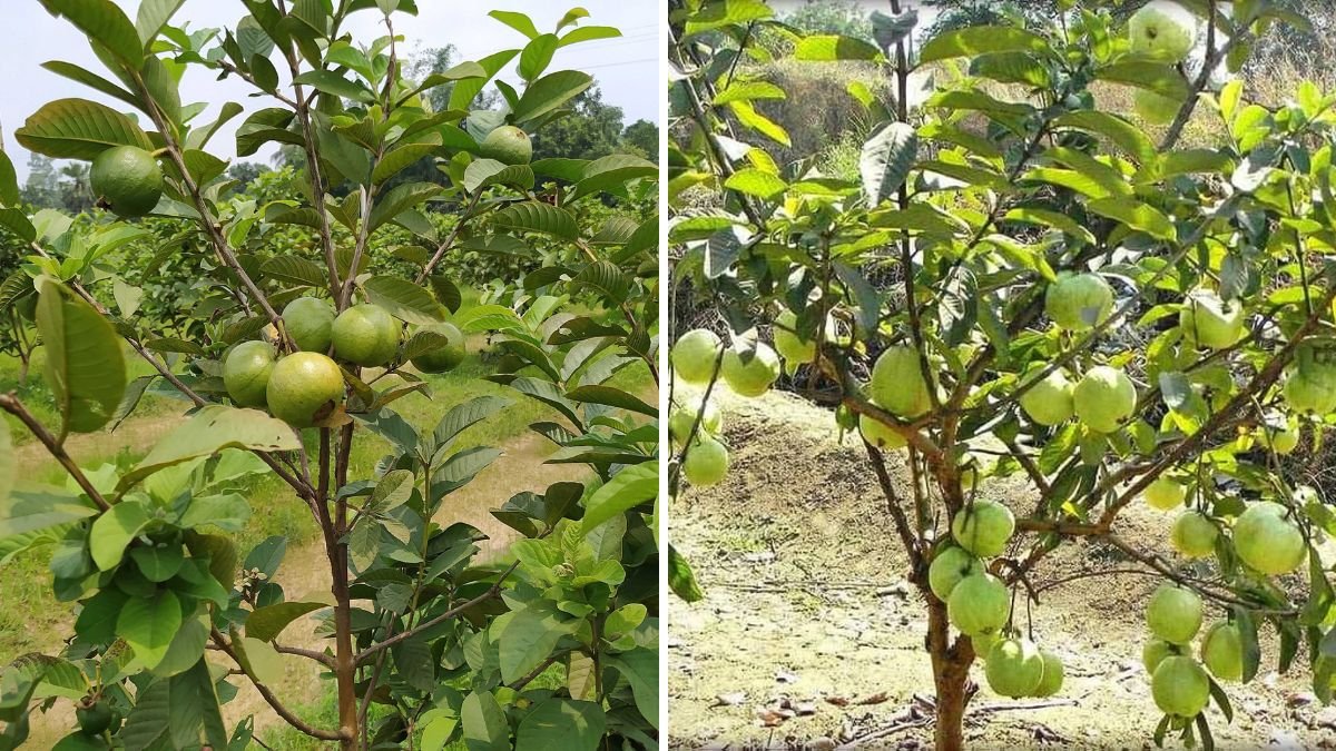 Banana Fusion Grafting: The Surprising Technique to Make Guava Trees Fruit Faster and Heavier!