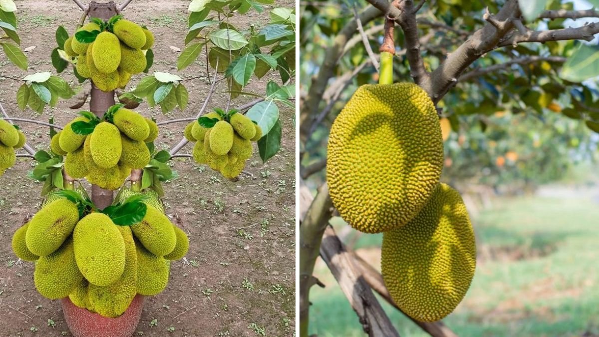 Revolutionary Jackfruit Grafting Ideas: Smart Techniques to Grow Faster, Stronger & High-Yield Jackfruit Trees