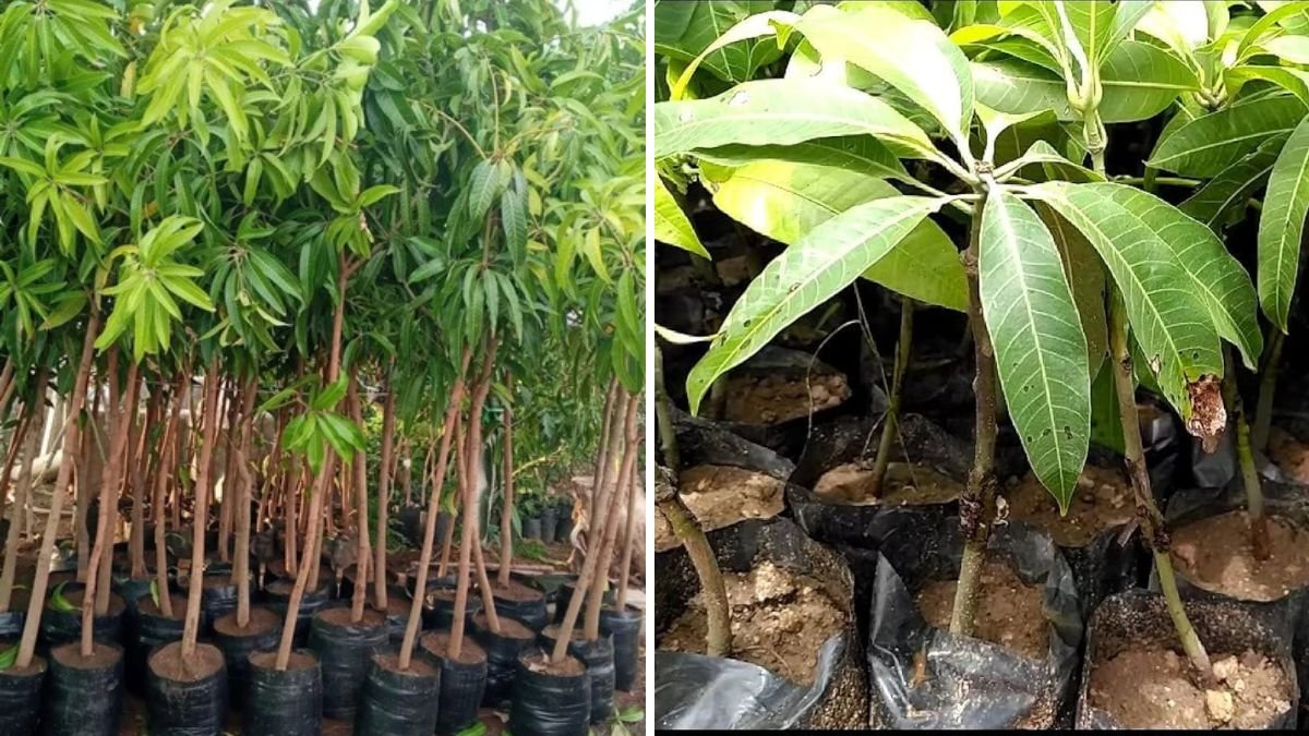 Next-Generation Mango Propagation: A New Idea to Grow Mango Trees Faster, Stronger & Fruitful