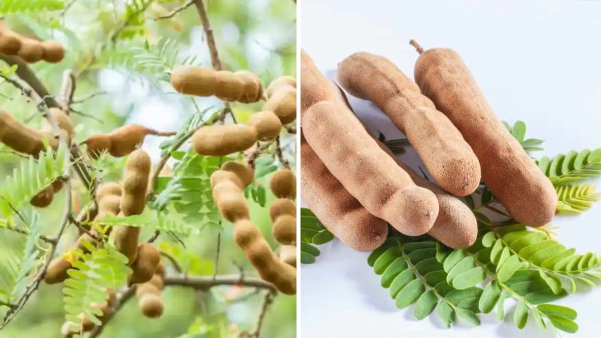 A Revolutionary New Idea for Grafting Tamarind: Grow Faster, Stronger Trees With Massive Fruit Yield!