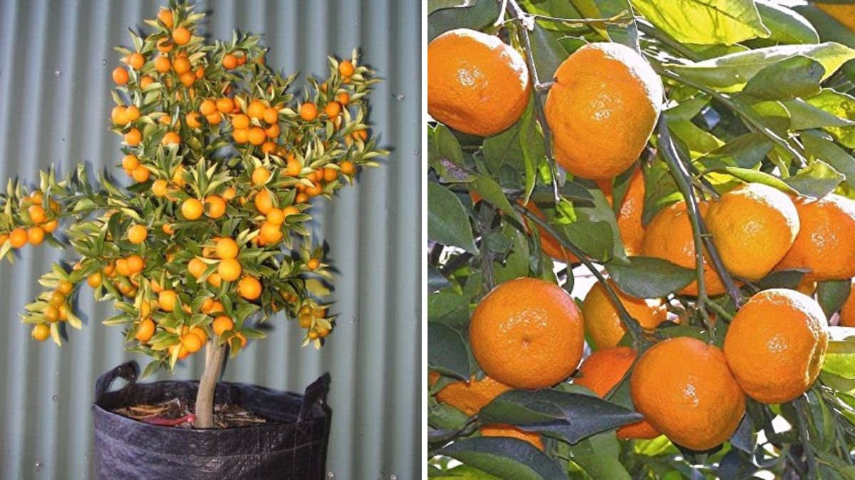 Easy Orange Grafting with Aloe Vera: Boost Your Citrus Yield the Natural Way!